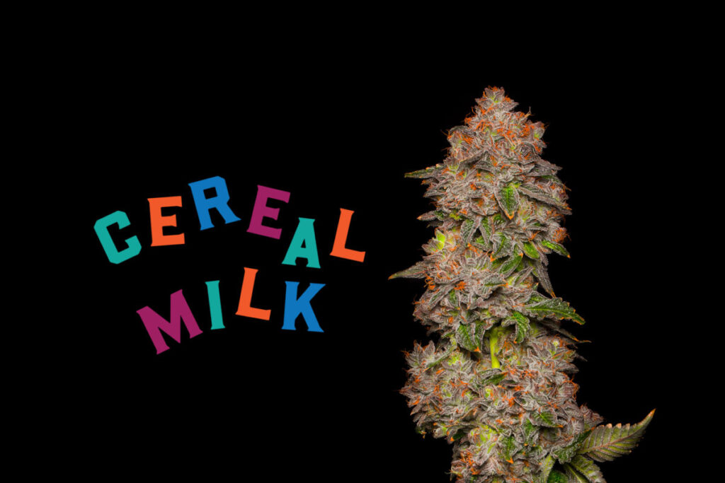 Cereal Milk Strain Why You Need To Give It a Try