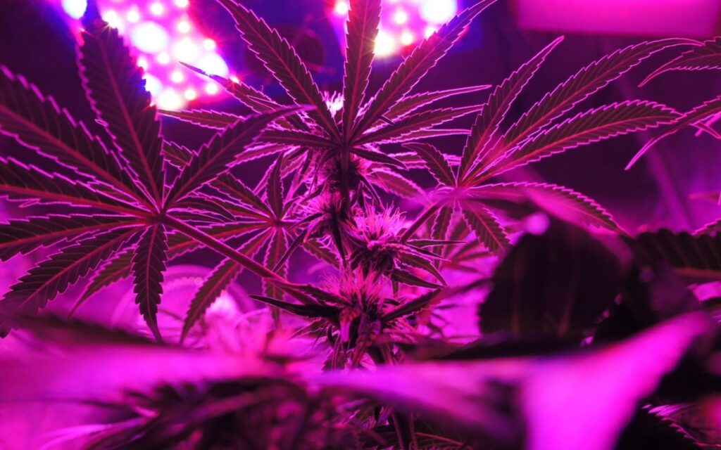 Pink Panties Strain Review That You Can Use │VICESNOB