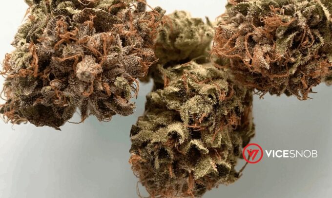 Check Out The Complete Trainwreck Strain Review By VICESNOB